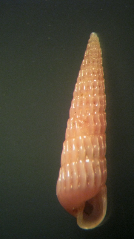 turbonilla internodula